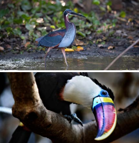 Imagen de dos aves del program unidos por los animales que busca proteger a la fauna silvestre.